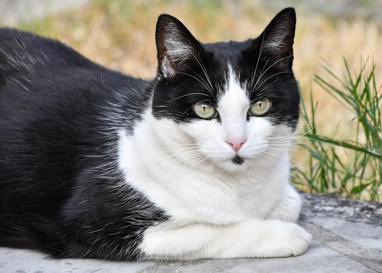 英短蓝猫成长记，发腮的秘密时刻